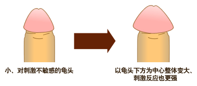 小、对刺激不敏感的龟头/接受龟头增大手术后/以龟头下方为中心整体变大、刺激反应也更强。