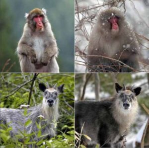 動物の換毛