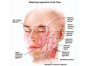 retaining ligament