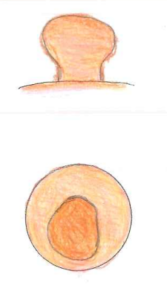 乳首の下部が伸びていて、先端が垂れている
