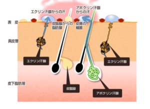 エクリン汗腺とアポクリン汗腺の違い