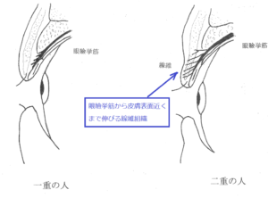 二重まぶたの構造