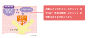 プラスミンのメラニン生成作用