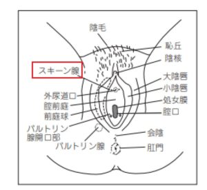 スキーン腺の出口