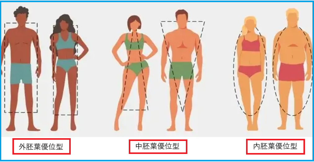 胚葉型
