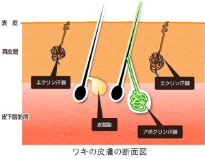 わきが手術について（弟1回）