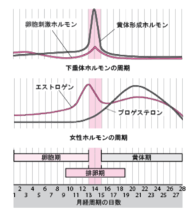 生理周期とホルモンバランス