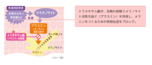 トラネキサム酸によるプラスミン阻害効果