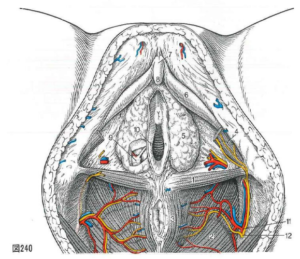 クリトリス・陰核の解剖