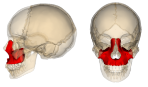 上顎骨の位置