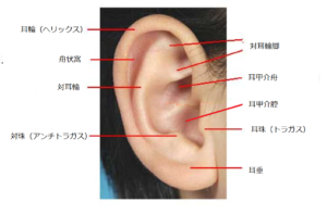 対耳輪などの耳の名称