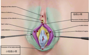 小陰唇小帯