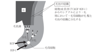 細胞成長因子と毛包